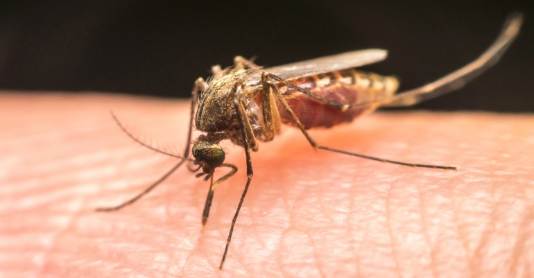 9 Mythen über Mücken, die so nicht stimmen